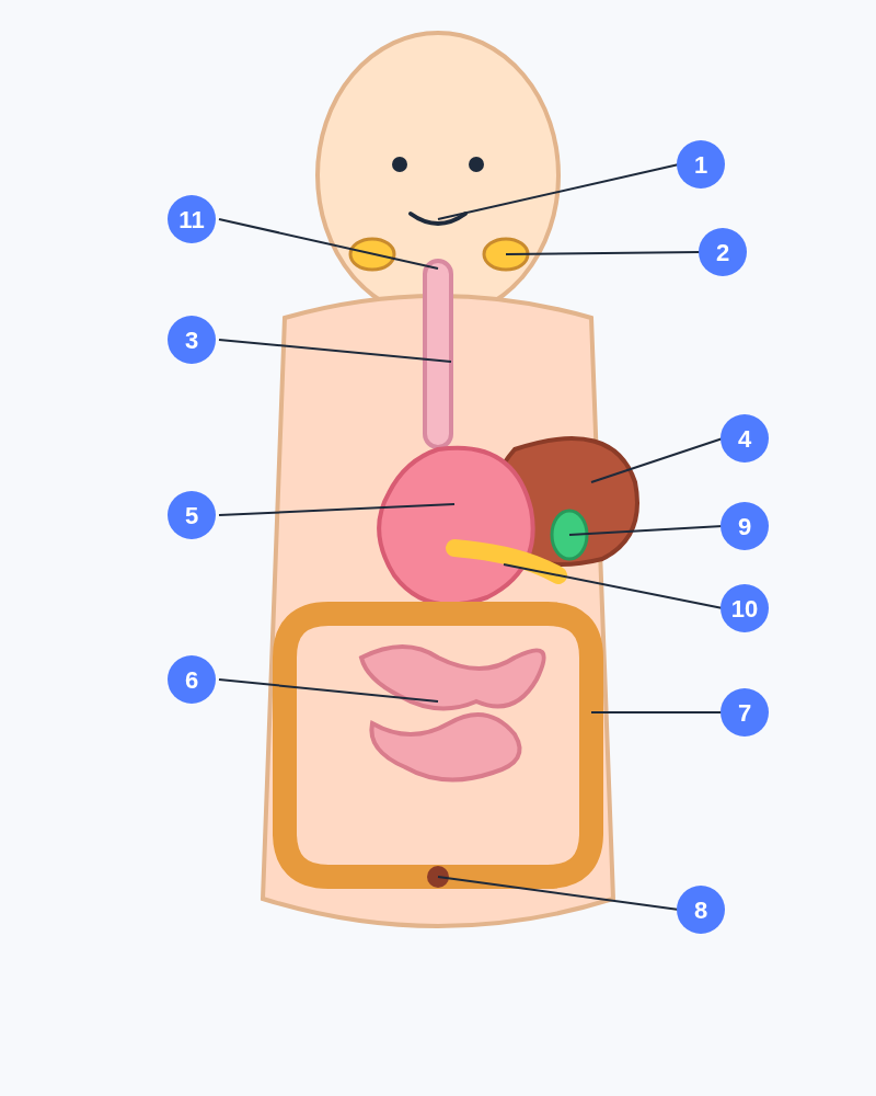 Hệ tiêu hoá ở người