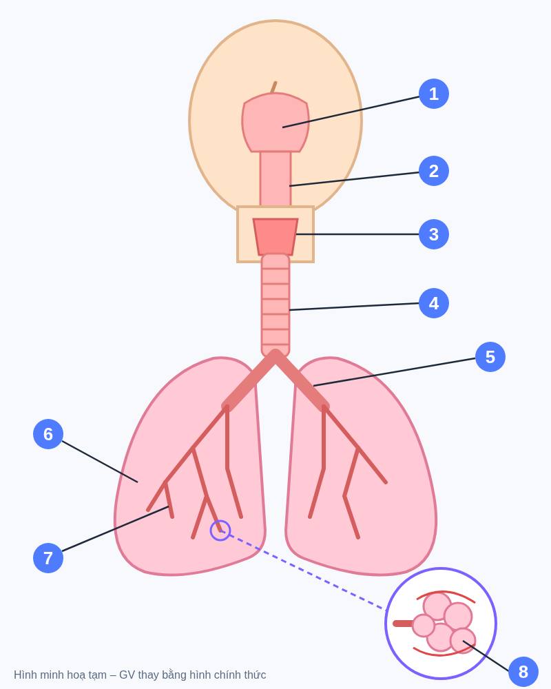 Hệ hô hấp ở người