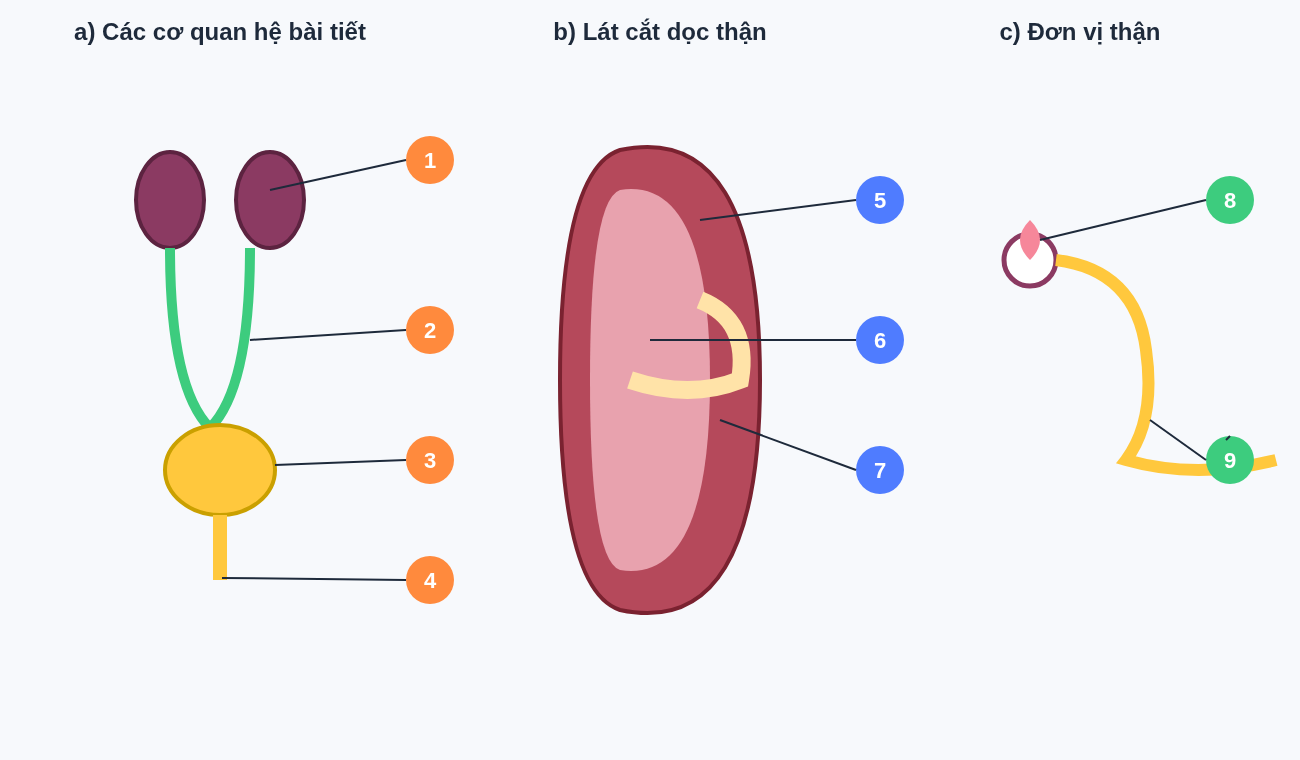 Cấu tạo hệ bài tiết nước tiểu