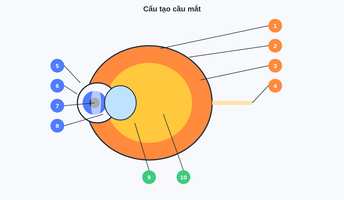 Cấu tạo cầu mắt