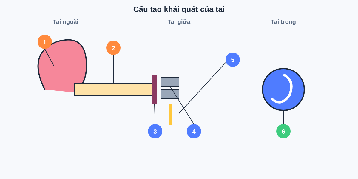 Cấu tạo khái quát của tai