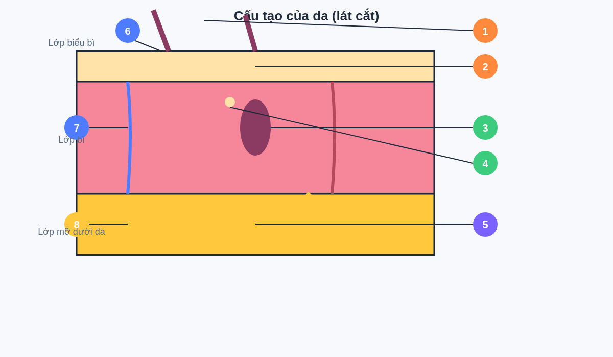 Cấu tạo của da