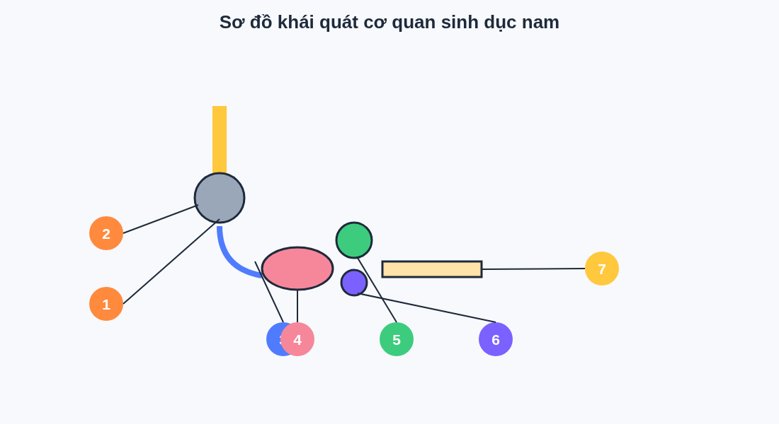 Sơ đồ khái quát cơ quan sinh dục nam