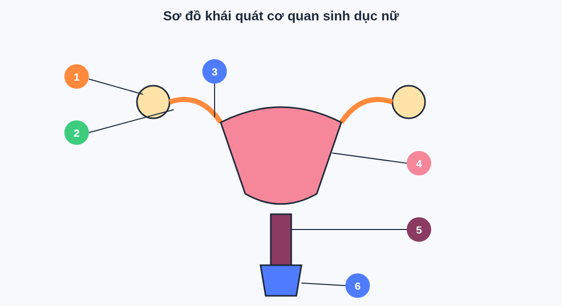 Sơ đồ khái quát cơ quan sinh dục nữ
